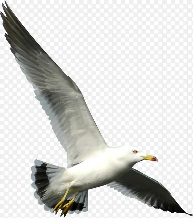 创意摄影海边飞翔的海鸥展翅
