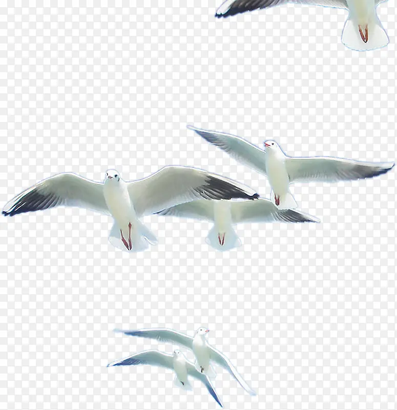 在海边飞翔的海鸥展翅高飞