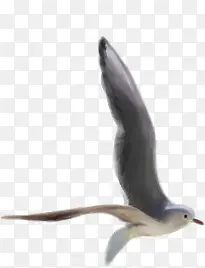 在海边展翅飞翔的海鸥