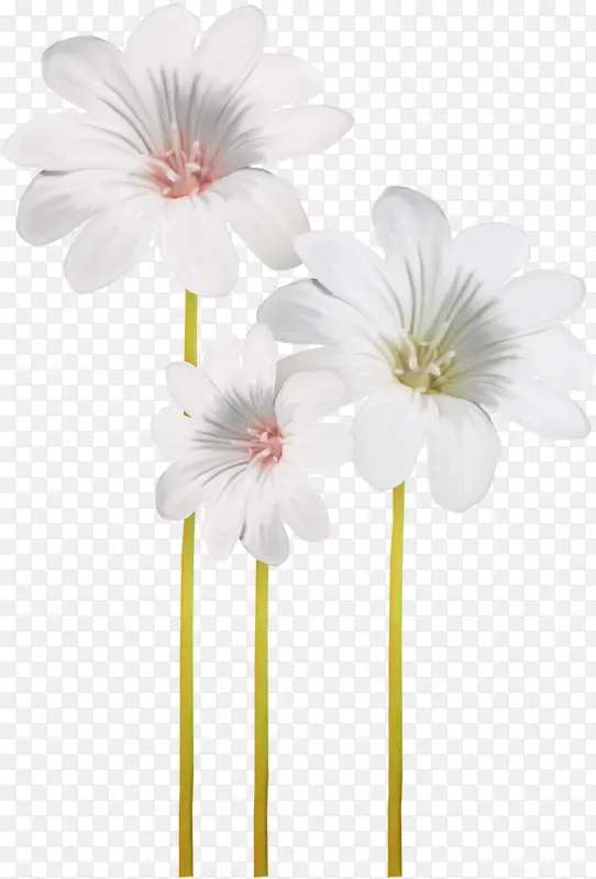 三朵白雏菊
