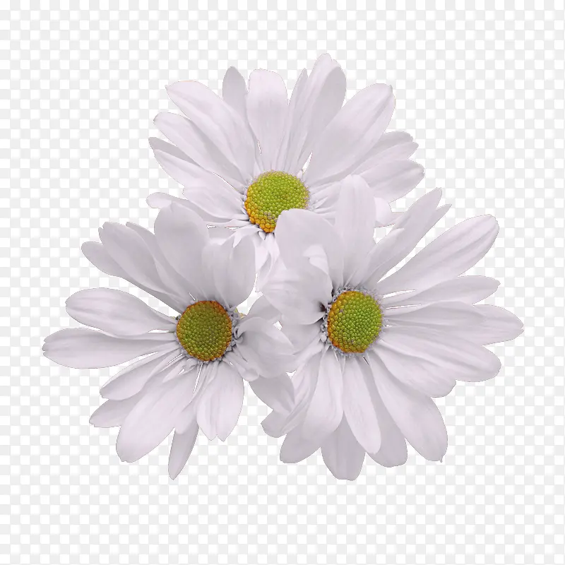 三朵白色小花