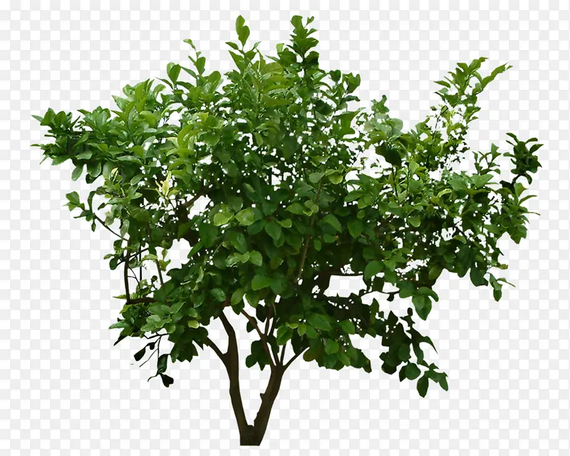 绿色植物样式宝贝背景