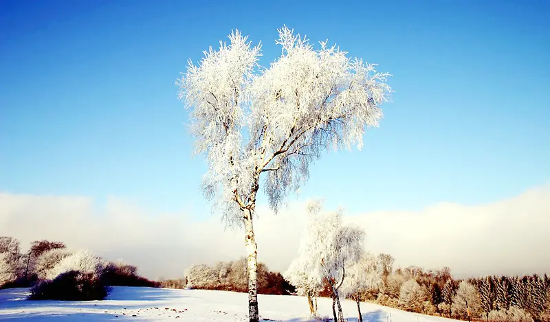 冬日树木美丽角度