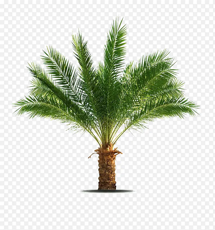 热带植物棕树