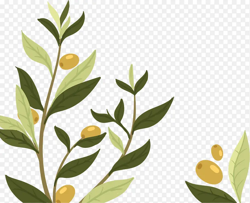 纯天然植物橄榄
