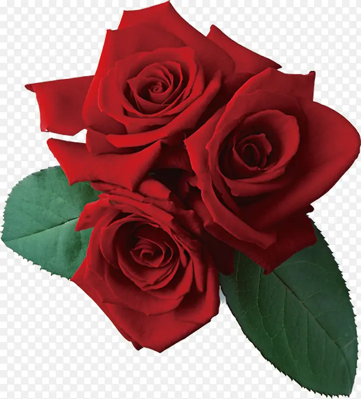 爱情的代表红色玫瑰花图片