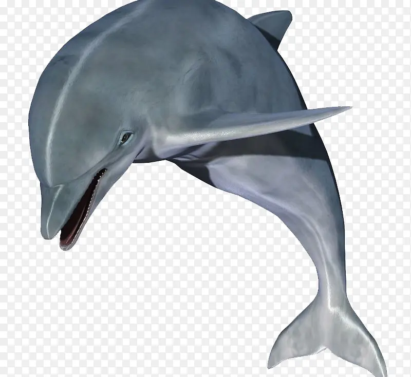 灰色的海豚