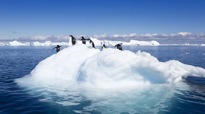冰山冰块上的企鹅