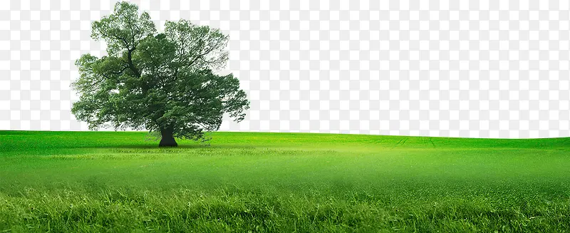 绿色草地上的大树