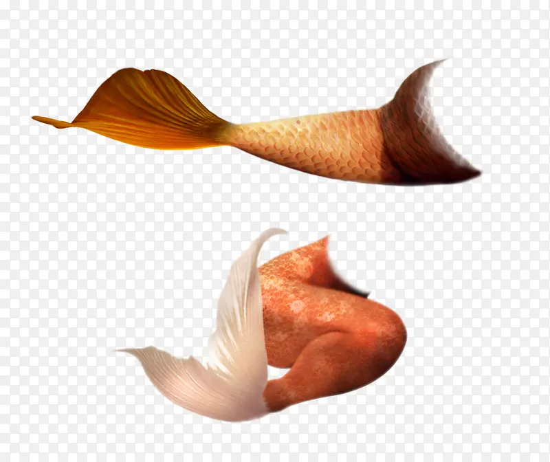 美人鱼尾部免扣