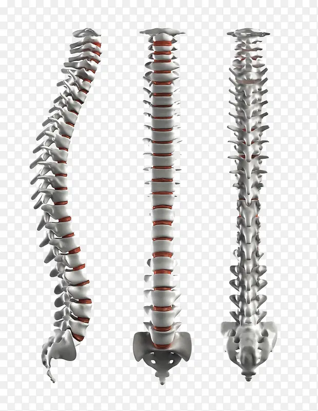 金属质感人体脊柱图