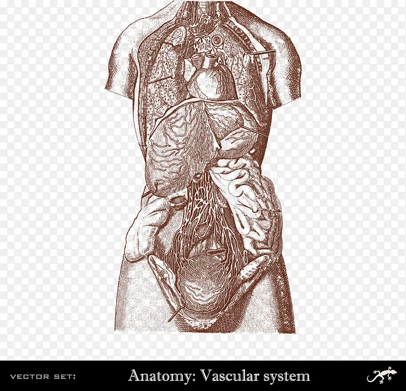 人体血管系统分布