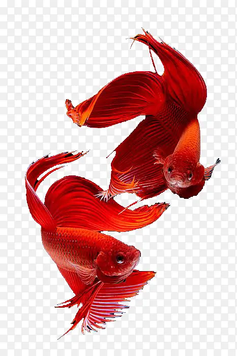 红色暹罗鱼