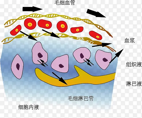 血液组成示意图