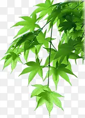绿色枫叶树枝招聘