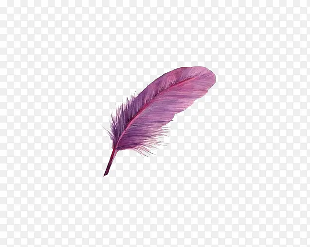紫色小鸟羽毛