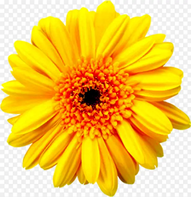 高清摄影夏日黄色花朵设计