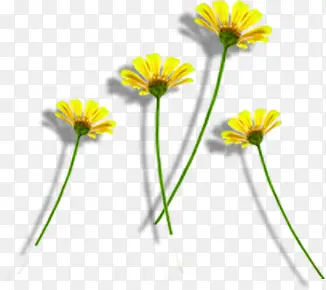 高清摄影合成黄色的菊花效果