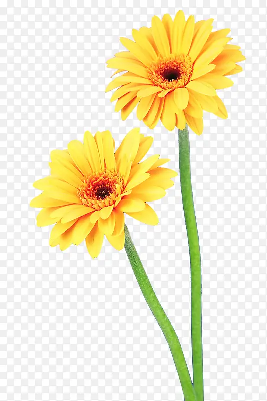 植物黄色花朵png