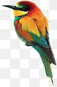彩色的啄木鸟