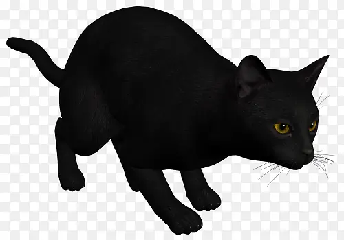 机警的小黑猫