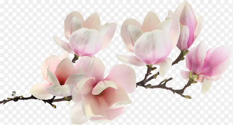 春天白粉色淡雅花朵