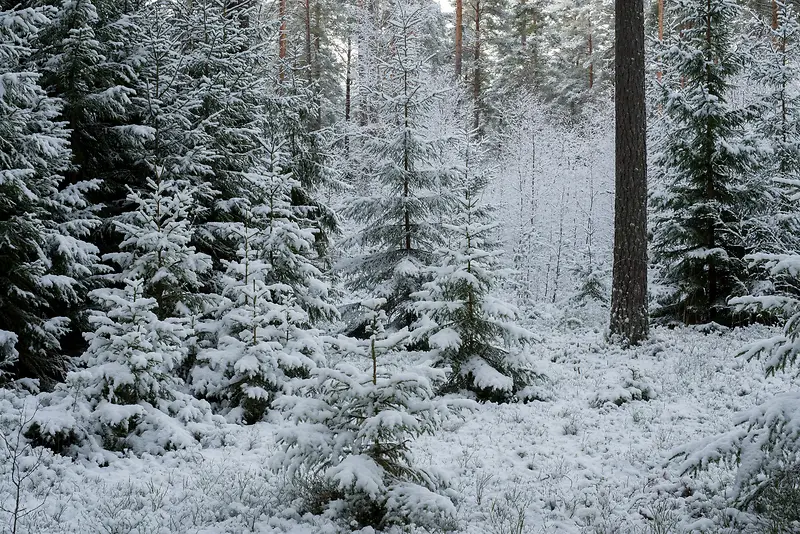 白色树林里的雪花