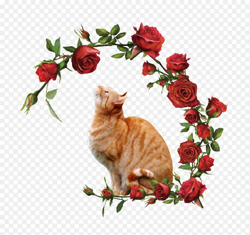 玫瑰花上的猫咪