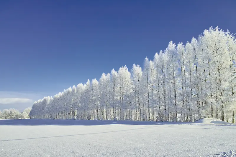 蓝天雪后的白色树林