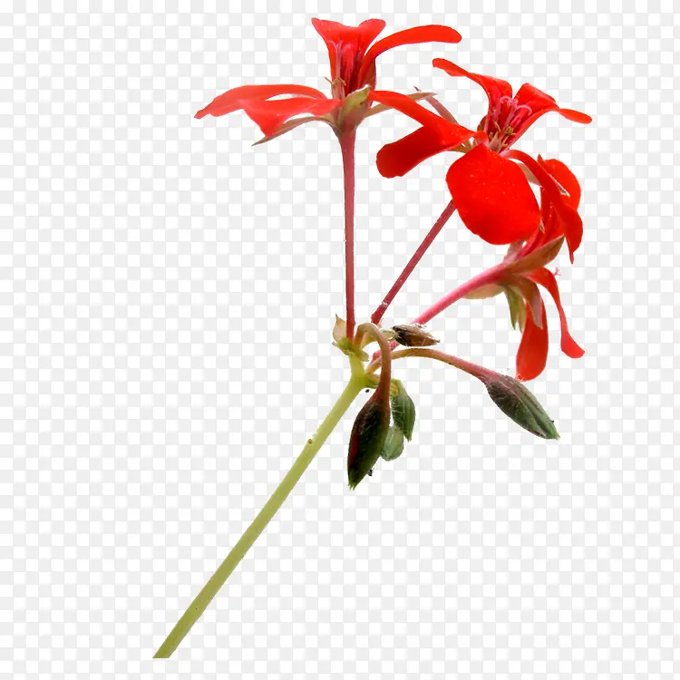 红色兰花花朵装饰