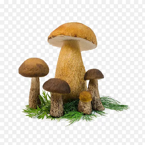 草上面的蘑菇
