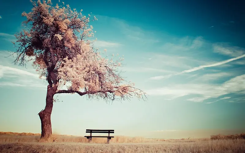 蓝天白云孤独的桃花树
