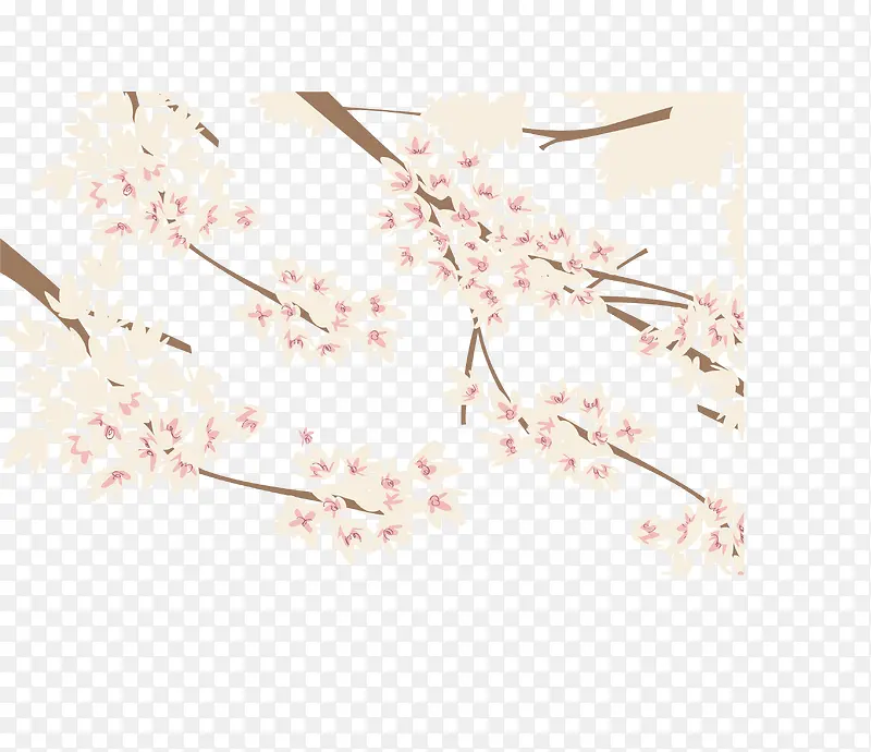 美丽春天樱花树枝