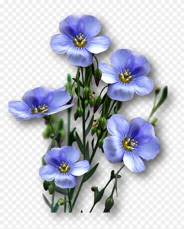 亚麻籽花束图片素材