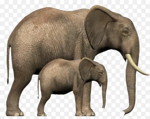 大象母子素材灰色