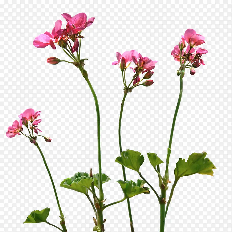 卡通手绘红色花贴