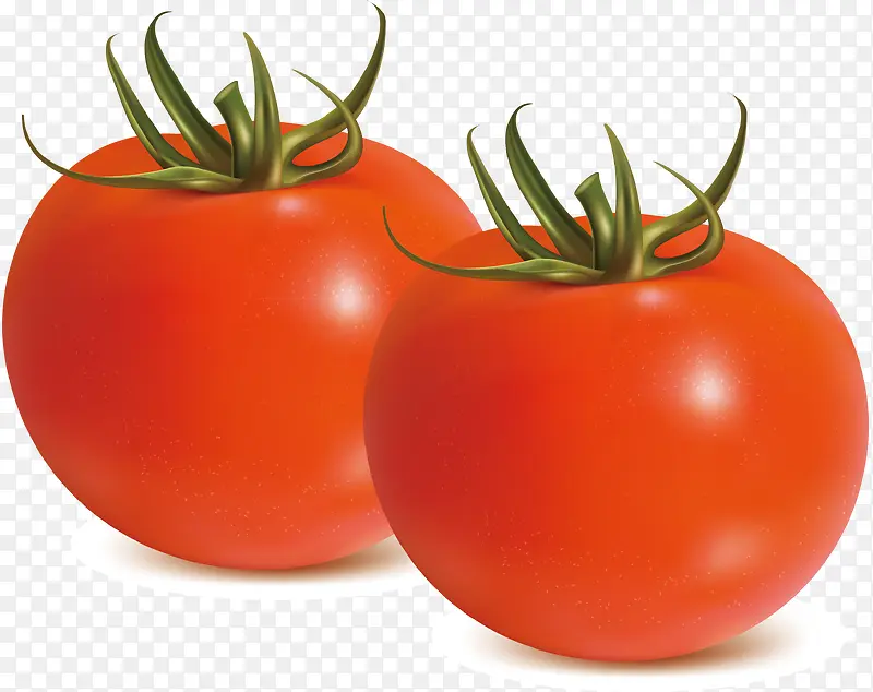 西红柿装饰设计矢量