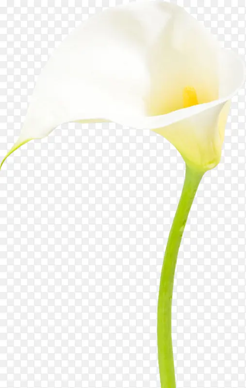 马蹄莲白色花朵装饰