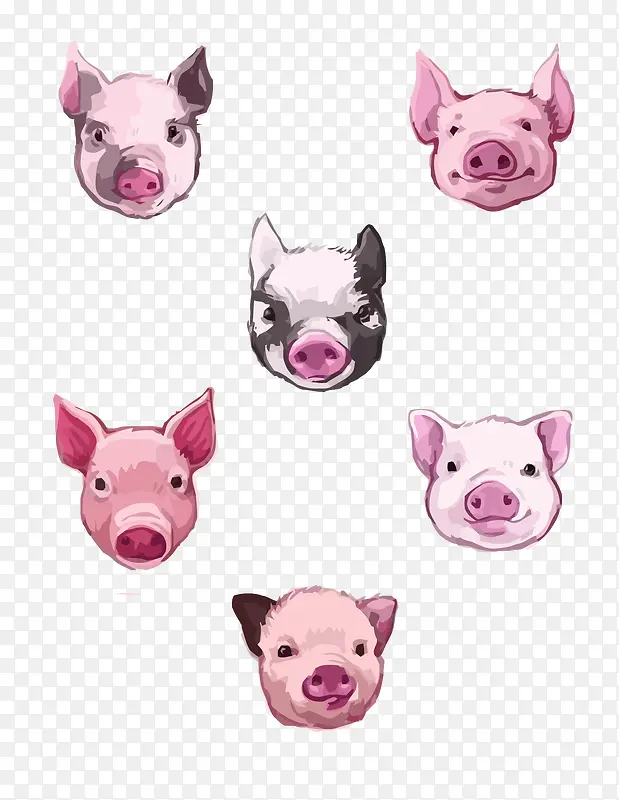 矢量各种品种的猪头