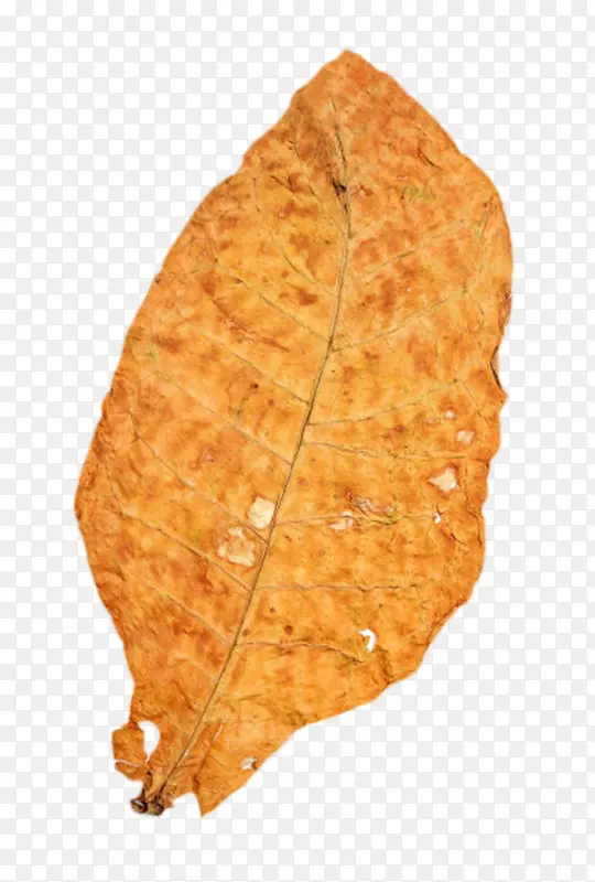 穿孔的干烟叶实物