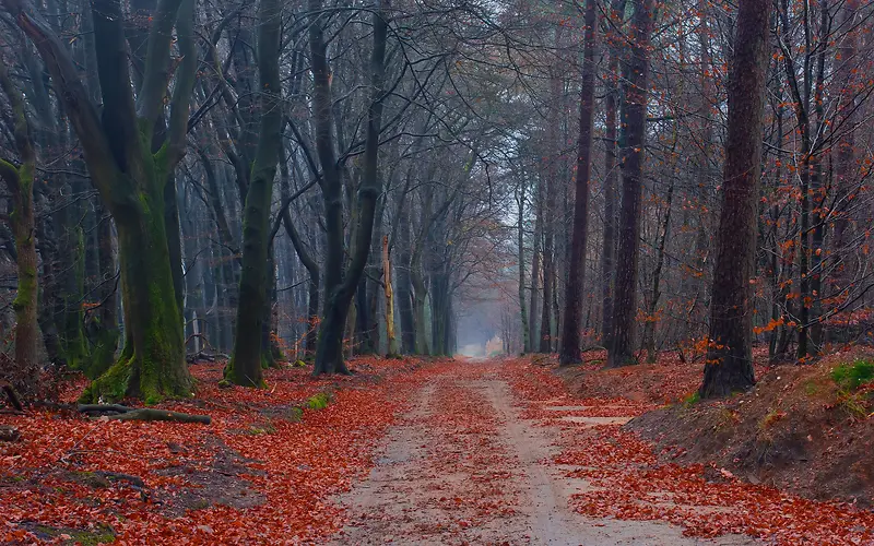 深秋掉落的红色枫叶