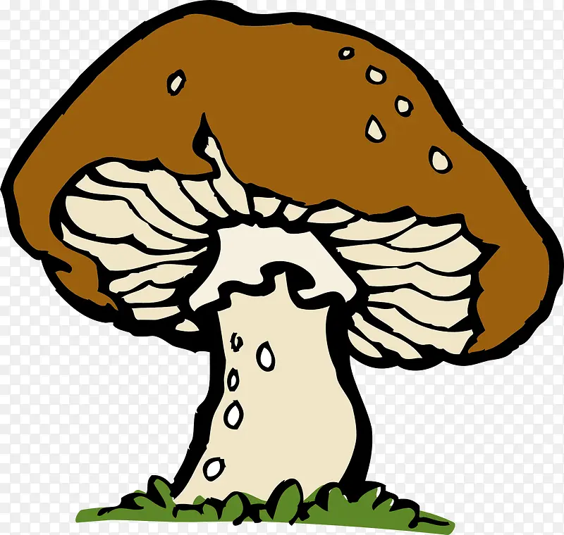 野生的蘑菇