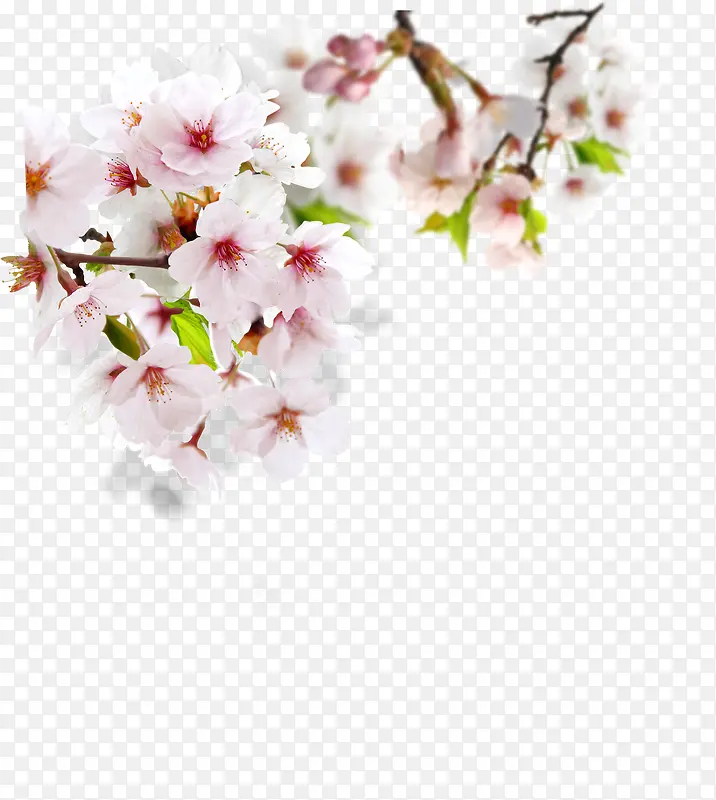 春天粉白色桃花装饰