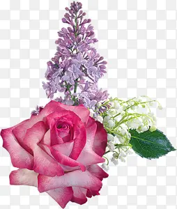 绽放粉色紫色白色花朵