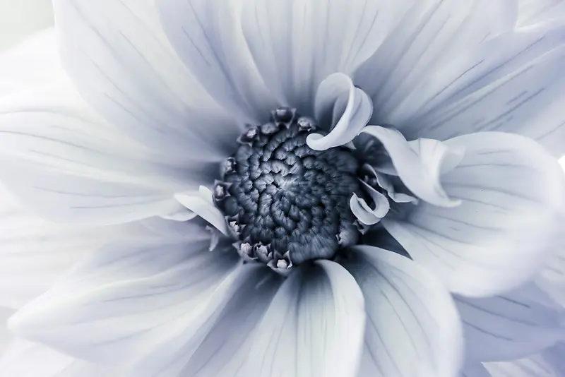 白色花朵艳丽绽放