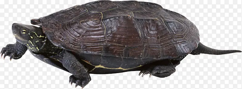 褐色背部的海龟