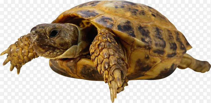 黄褐色海龟