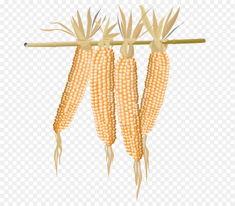 剖开的玉米和玉米杆子