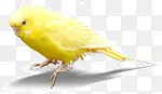 黄色可爱孵化小鸟