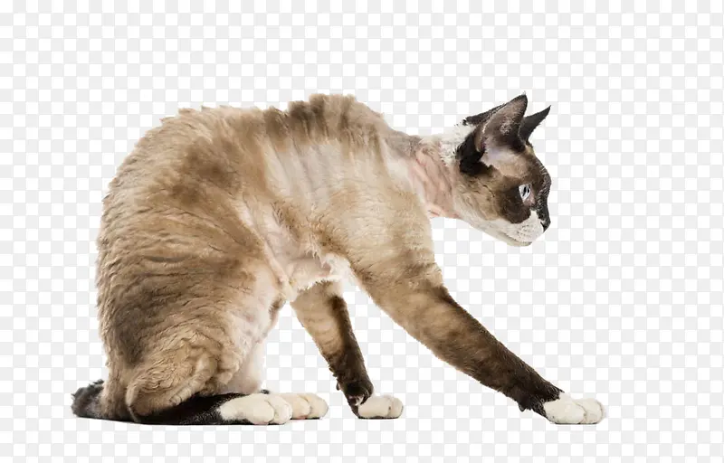 警惕的凶猫PNG图片素材下载_图片编号yvmxzngp-免抠素材网